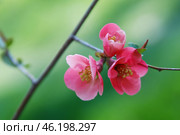 Цветущая айвочка японская. Стоковое фото, фотограф Snezka / Фотобанк Лори