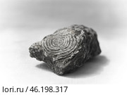 Известняк - окаменелые ракушки (нуммулиты) крупным планом. Стоковое фото, фотограф Snezka / Фотобанк Лори