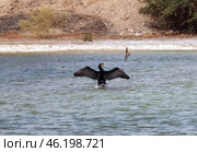 Great Cormorant (Phalacrocorax carbo) and African Cliff Swallow (Ptyonoprogne fuligula) Стоковое фото, фотограф Irina Opachevsky / Фотобанк Лори