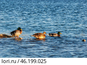 Южный Урал, самцы и самка кряквы (Anas platyrhynchos) на берегу. Southern Urals, males and female mallard (Anas platyrhynchos) on the shore. Стоковое фото, фотограф Евгений Романов / Фотобанк Лори