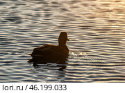 Южный Урал, самка кряквы (Anas platyrhynchos) на воде. Southern Urals, female mallard (Anas platyrhynchos) on the water. Стоковое фото, фотограф Евгений Романов / Фотобанк Лори