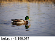 Южный Урал, самец кряквы (Anas platyrhynchos) на воде. Southern Urals, male mallard (Anas platyrhynchos) on the water. Стоковое фото, фотограф Евгений Романов / Фотобанк Лори