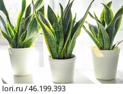 Decorative sansevieria plants on white table. Стоковое фото, фотограф Pixel_shot / Фотобанк Лори