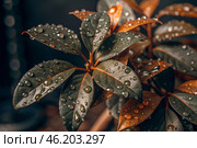 Close-up macro shot of red-green leaves, drops of water on the leaves. The texture. Стоковое AI-изображение, AI-художник Photojuli / Фотобанк Лори
