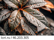 Close-up macro shot of red-green leaves, drops of water on the leaves. The texture. Стоковое AI-изображение, AI-художник Photojuli / Фотобанк Лори