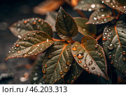 Close-up macro shot of red-green leaves, drops of water on the leaves. The texture. Стоковое AI-изображение, AI-художник Photojuli / Фотобанк Лори