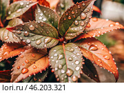 Close-up macro shot of red-green leaves, drops of water on the leaves. The texture. Стоковое AI-изображение, AI-художник Photojuli / Фотобанк Лори