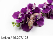 Пятнистый леопардовый геккон эублефар Eublepharis macularius с вторичным хвостом на ветке искусственной орхидеи на белом фоне. Стоковое фото, фотограф Алиса Сокол / Фотобанк Лори