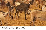 Herd of goats with ear tags inside of shed with hay in autumn, dairy and meat production concept. Стоковое видео, видеограф Яков Филимонов / Фотобанк Лори