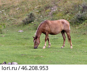 A horse is grazing in a meadow. Стоковое фото, фотограф Сергей Пристяжнюк (Serg Zastavkin) / Фотобанк Лори