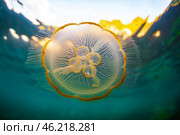Медуза Аурелия в море. Стоковое фото, фотограф Юрий Смитюк / ТАСС / Фотобанк Лори