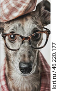 Adorable dog posing with glasses and beret on white background. Стоковое AI-видео, аниматор Юрий Поздников / Фотобанк Лори