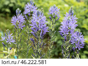 Camassia leichtlinii Caerulea flower in a garden. Стоковое фото, фотограф Ольга Сейфутдинова / Фотобанк Лори
