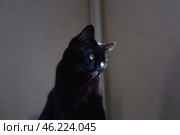 Черная кошка с зелеными глазами облизывается на солнце. Стоковое фото, фотограф Юлиана Раковская / Фотобанк Лори