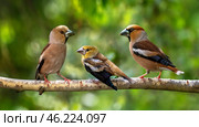 family portrait of grosbeak birds female, male and chick sitting on tree branch in spring sunny forest. Стоковое фото, фотограф Бачкова Наталья / Фотобанк Лори