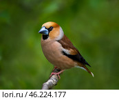 male grosbeak bird sitting on branch in spring garden. Стоковое фото, фотограф Бачкова Наталья / Фотобанк Лори