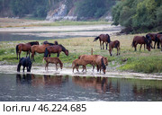 A herd of red horses on the banks of the Belaya River on the background of the Ural Mountains on an early sunny morning am. Стоковое фото, фотограф Акиньшин Владимир / Фотобанк Лори