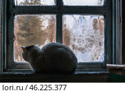 Сибирь, деревенский дом: заледенелое окно, кот на подоконнике. Siberia, a village house: an icy window, a cat on the windowsill. Стоковое фото, фотограф Евгений Романов / Фотобанк Лори