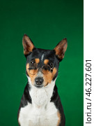Funny dog basenji with glasses on a green background. Стоковое фото, фотограф Светлана Акифьева / Фотобанк Лори