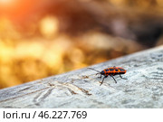 Firebug, Pyrrhocoris apterus on wood trunk. Copy space, selective focus. Стоковое фото, фотограф Зарифа Арсланова / Фотобанк Лори