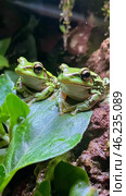 Two green frogs perched on leaves in a lush garden during daytime. Стоковое AI-изображение, AI-художник Юлия Гапеенко / Фотобанк Лори
