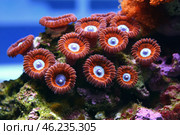 Coral polyps thriving on a vibrant reef in an aquarium setting during daylight hours. Стоковое AI-изображение, AI-художник Юлия Гапеенко / Фотобанк Лори