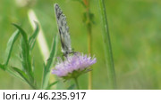 Бабочка Пестроглазка галатея Melanargia galathea. Стоковое видео, видеограф Александр Мамонтов / Фотобанк Лори