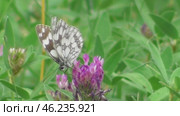 Бабочка Пестроглазка галатея Melanargia galathea. Стоковое видео, видеограф Александр Мамонтов / Фотобанк Лори