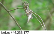 Паук Угловатый крестовик Araneus angulatus и его жертва бабочка боярышница. Стоковое видео, видеограф Александр Мамонтов / Фотобанк Лори