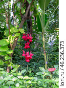 Pink bags with pheromones and sweets to attract butterflies in a garden with rare butterfly species. Стоковое фото, фотограф Коханова Наталья / Фотобанк Лори