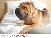 Cute Shar-Pei dog lying on bed at home. Стоковое фото, фотограф Pixel_shot / Фотобанк Лори