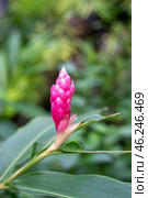 Alpinia purpurea, a bright pink tropical flower in the garden. Стоковое фото, фотограф Коханова Наталья / Фотобанк Лори
