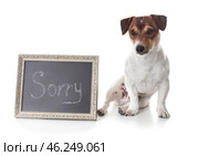Cute dog and chalkboard with word SORRY on white background. Стоковое фото, фотограф Pixel_shot / Фотобанк Лори