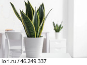 Sansevieria plant in pot on table. Стоковое фото, фотограф Pixel_shot / Фотобанк Лори