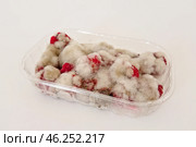 Moldy Raspberries Covered in White Fuzzy Mold in a Plastic Container. Стоковое фото, фотограф Kira_Yan / Фотобанк Лори