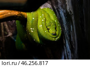 Зелёный питон (Morelia viridis) отдыхает на ветке дерева в Московском зоопарке. Стоковое фото, фотограф Анна Ефимова / Фотобанк Лори