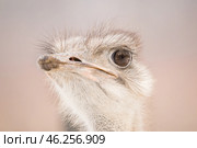 Портрет страуса на светлом фоне. Стоковое фото, фотограф Анна Ефимова / Фотобанк Лори