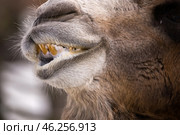 Рот жующего двугорбого верблюда (Camelus bactrianus) крупным планом. Стоковое фото, фотограф Анна Ефимова / Фотобанк Лори