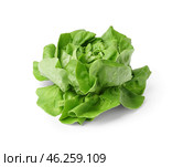 Fresh Boston lettuce on white background. Стоковое фото, фотограф Pixel_shot / Фотобанк Лори