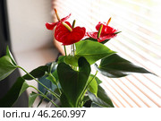 Anthurium flower in pot on windowsill, closeup. Стоковое фото, фотограф Pixel_shot / Фотобанк Лори