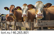 Guernsey cows looking at camera in farm enclosure. Стоковое AI-видео, аниматор Юрий Поздников / Фотобанк Лори