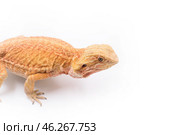 Рыжая ящерица бородатая агама на белом фоне вид сбоку Red lizard bearded dragon on white background sideways. Стоковое фото, фотограф Алиса Сокол / Фотобанк Лори
