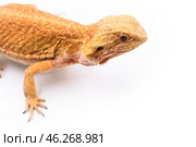 Ящерица бородатая агама самка морфы лезербэк рыжего цвета на белом фоне Lizard reptile bearded dragon female morph leatherback red color on white background. Стоковое фото, фотограф Алиса Сокол / Фотобанк Лори