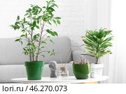 Wilted houseplants with reed diffuser and decor on table in living room. Стоковое фото, фотограф Pixel_shot / Фотобанк Лори
