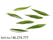 Green osier leaves on white background. Стоковое фото, фотограф Pixel_shot / Фотобанк Лори