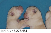 Newborn labrador puppies sleeping. Стоковое видео, видеограф Михаил Коханчиков / Фотобанк Лори