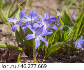 Chionodoxa flowers in spring close up. Стоковое фото, фотограф Argument / Фотобанк Лори