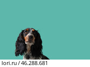 Cute cocker spaniel on green background, closeup. Стоковое фото, фотограф Pixel_shot / Фотобанк Лори