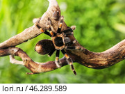 Scary tarantula spider on wooden branch in terrarium. Стоковое фото, фотограф Pixel_shot / Фотобанк Лори