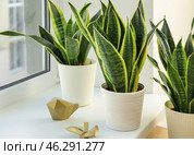 Decorative sansevieria plants on windowsill. Стоковое фото, фотограф Pixel_shot / Фотобанк Лори